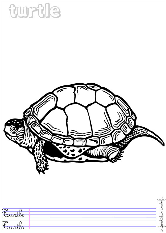 coloriage tortue 3